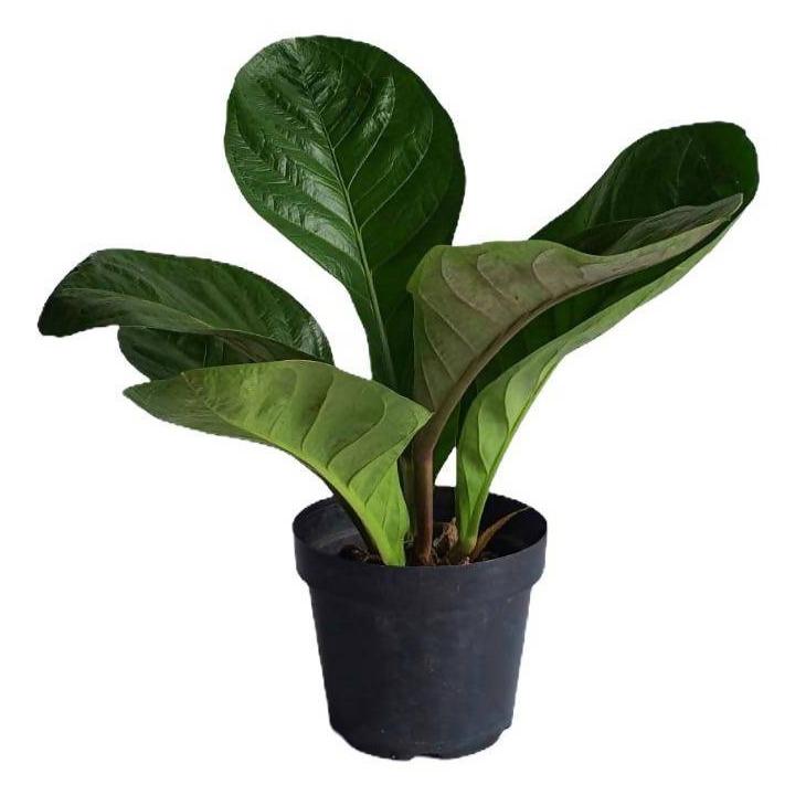 Anthurium Jungle Bush Plant
