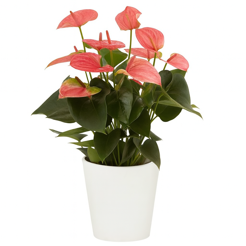 Anthurium Pink Plant