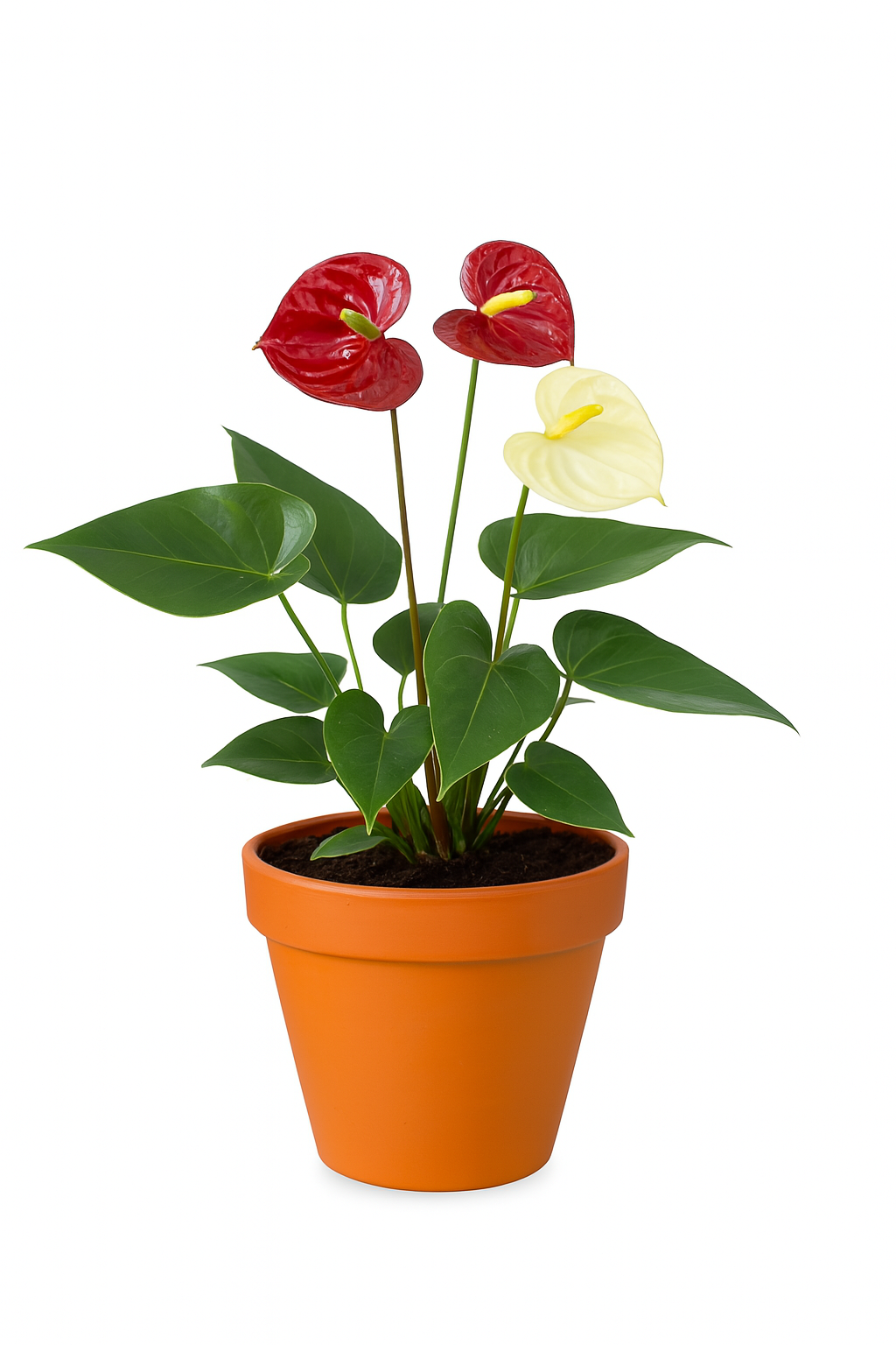 Anthurium Plant Holland - Mix Colour