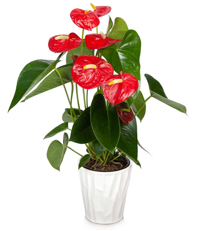 Anthurium Red Plant