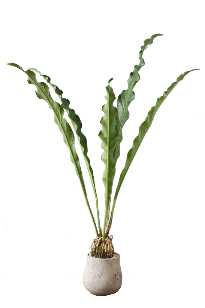Anthurium Renaissance Plant