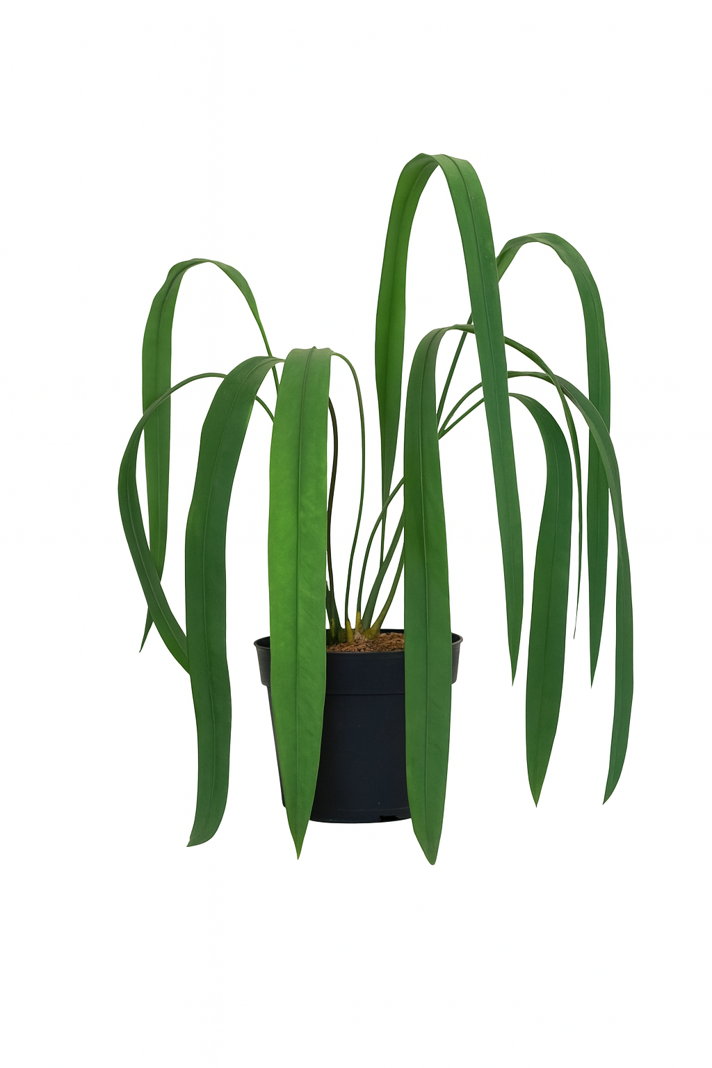 Anthurium Vittarifolium