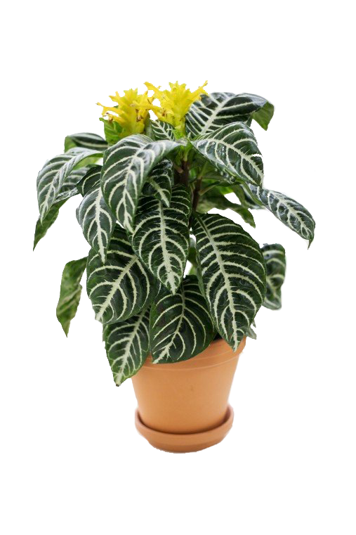 Aphelandra Squarrosa Plant