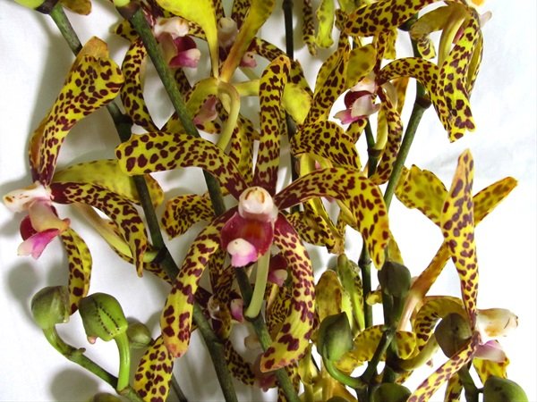 Aranda Green Tiger