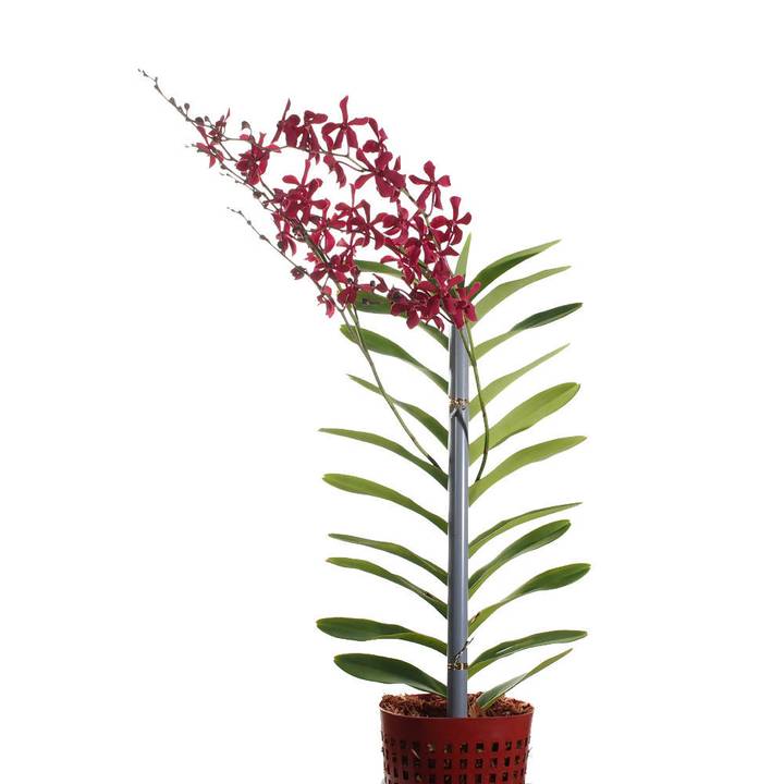 Aranthera Red Potted
