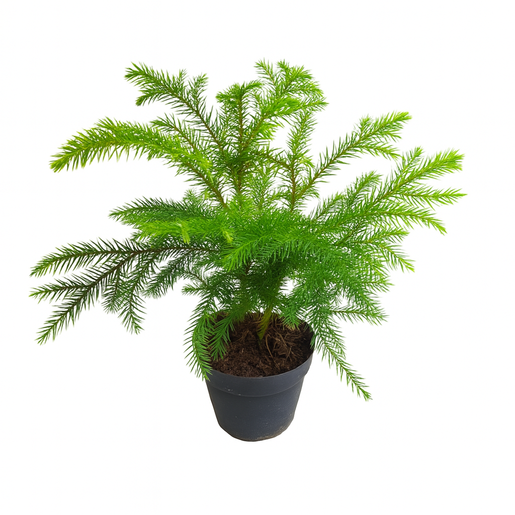 Araucaria Excelsa