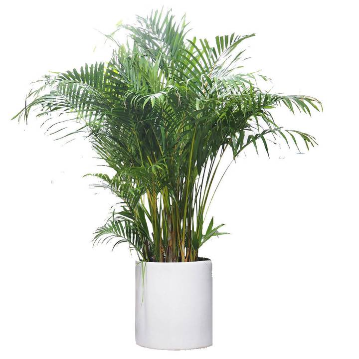 Areca Yellow Palm