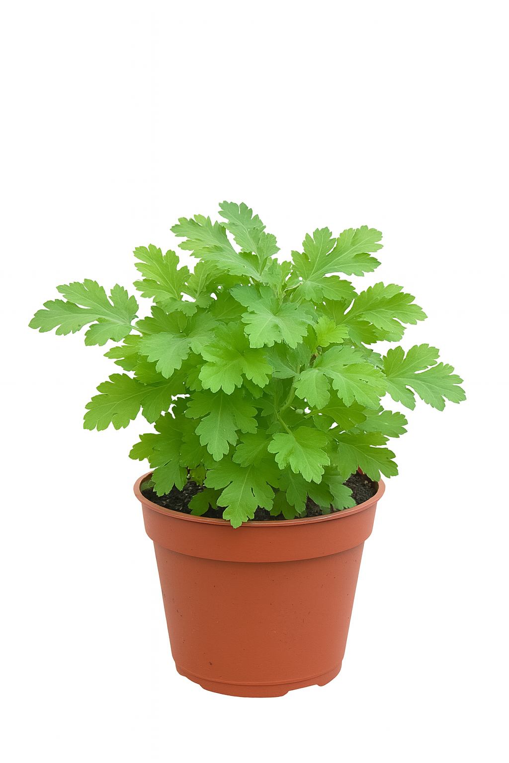 Artemisia Plant