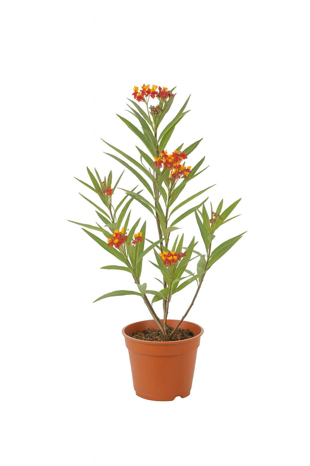 Asclepias Bloodflower Plant