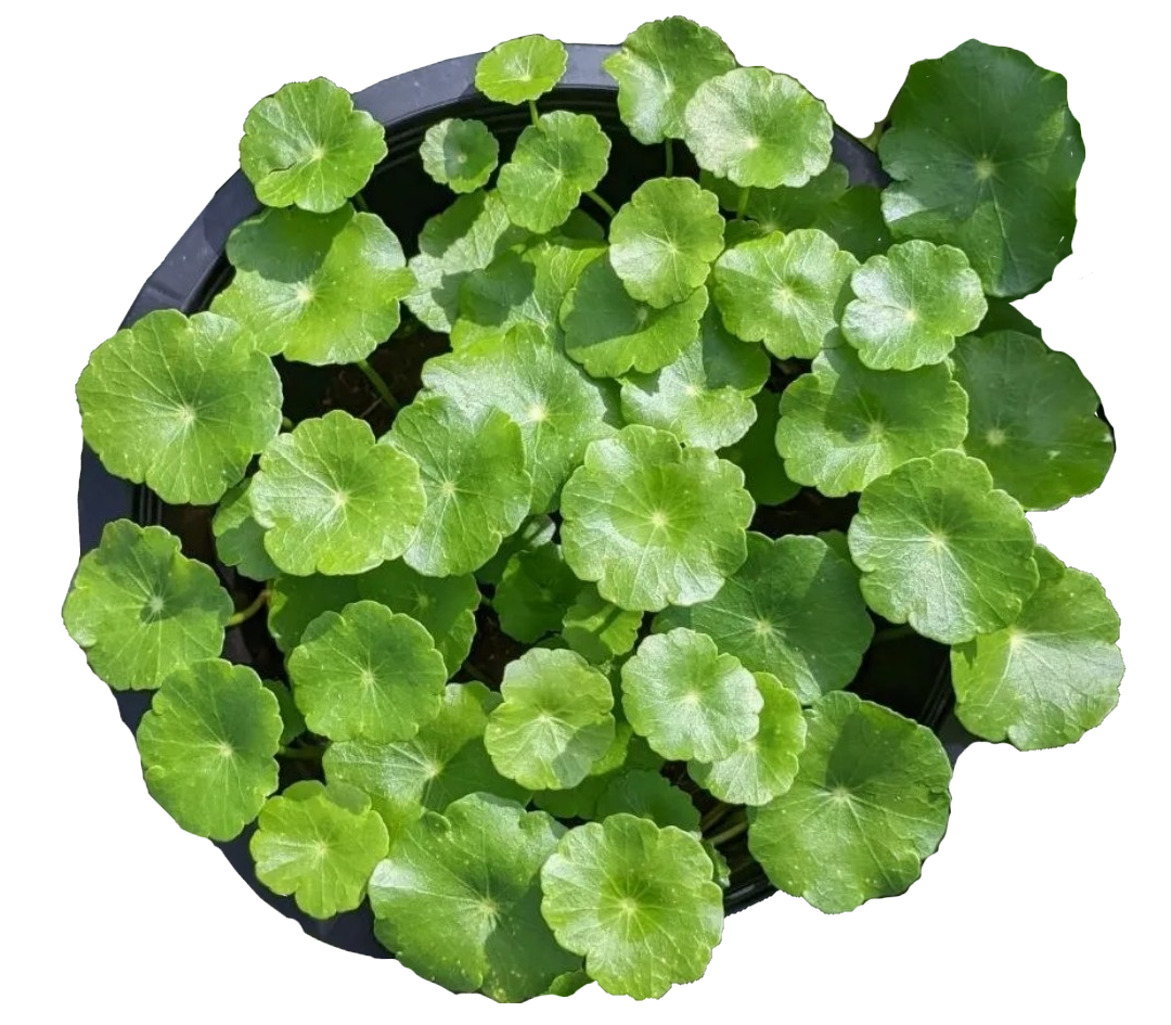 Asiatic Pennywort