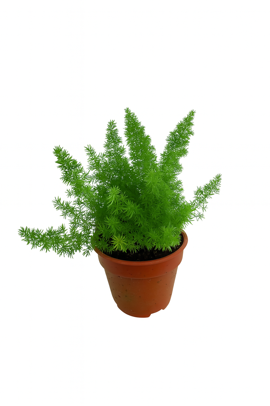 Asparagus Meyer