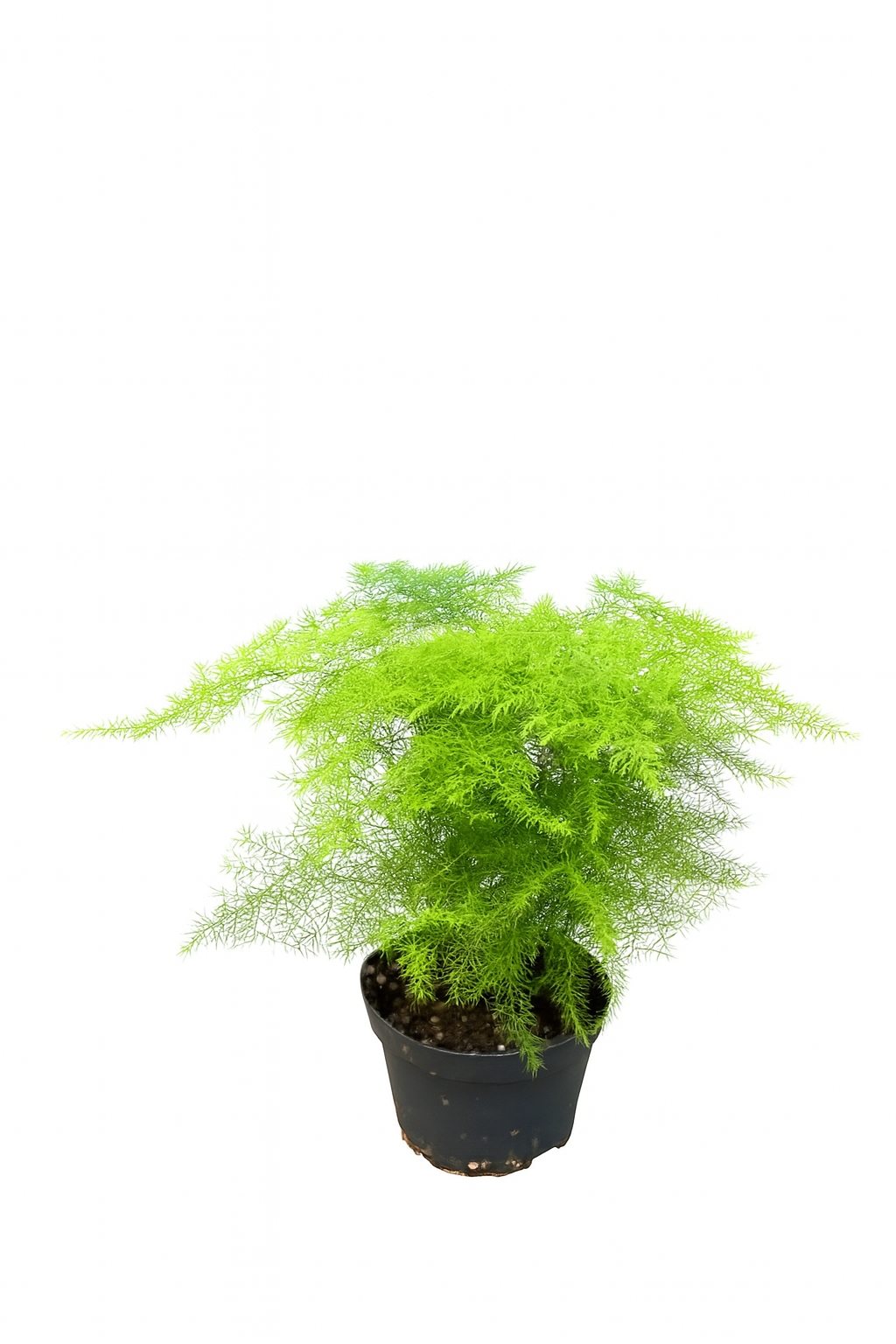 Asparagus Plumosus (Nanus Mint Fern)