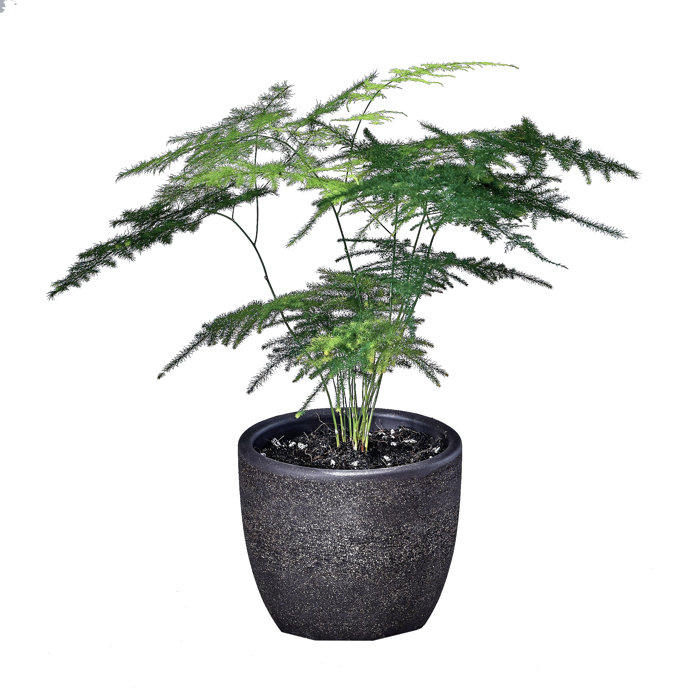 Asparagus Setaceus Fern