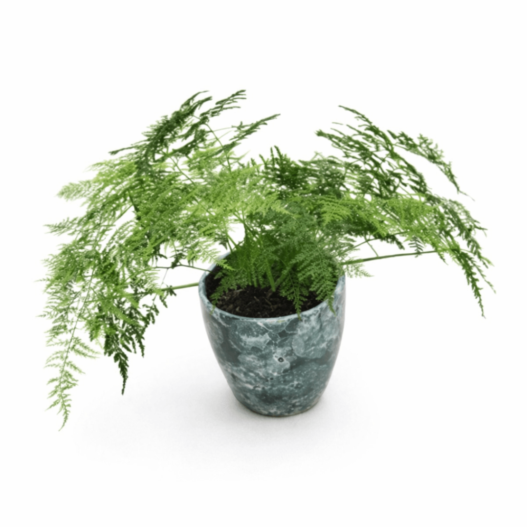 CNY Asparagus fern | Office Plant