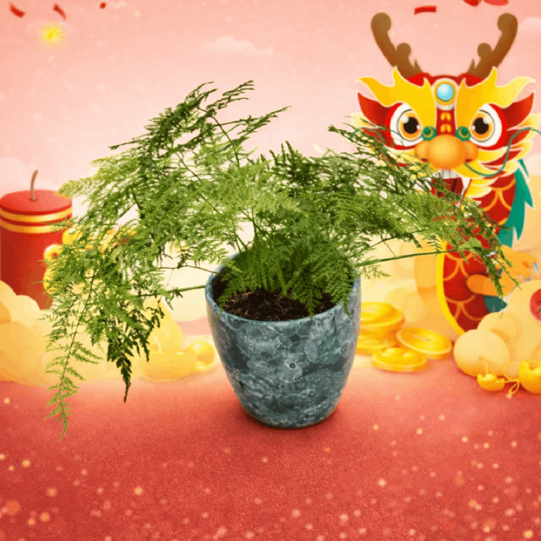 CNY Asparagus fern | Office Plant