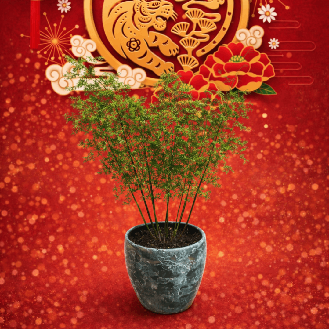 CNY Asparagus plumosus | Indoor Plant