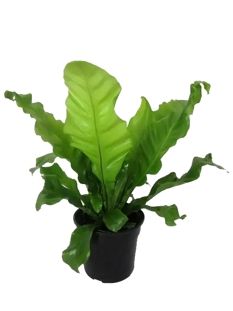 Asplenium Bird Nest Fern