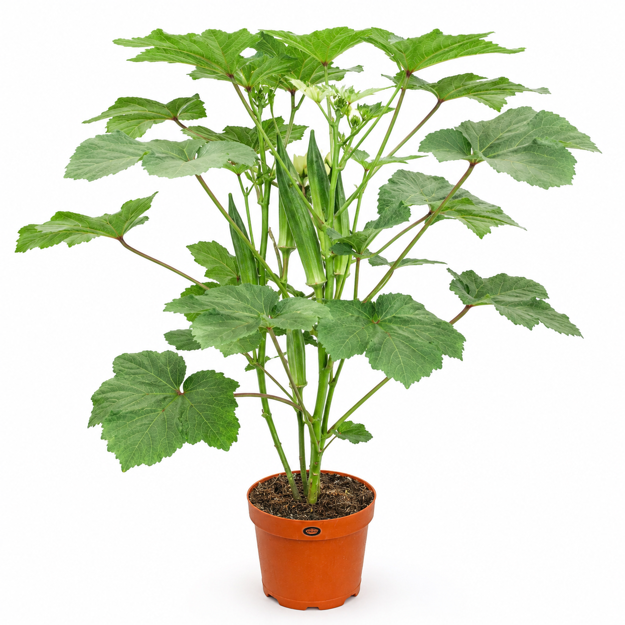 Okra Lady Finger Plant | Gardening Plant