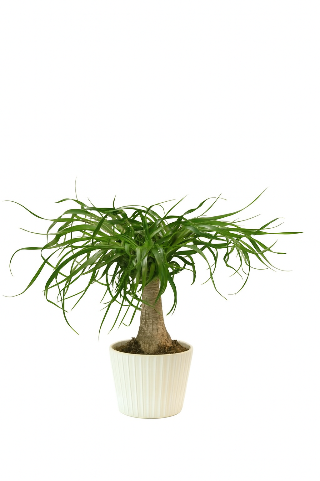 Beaucarnea Recurvata
