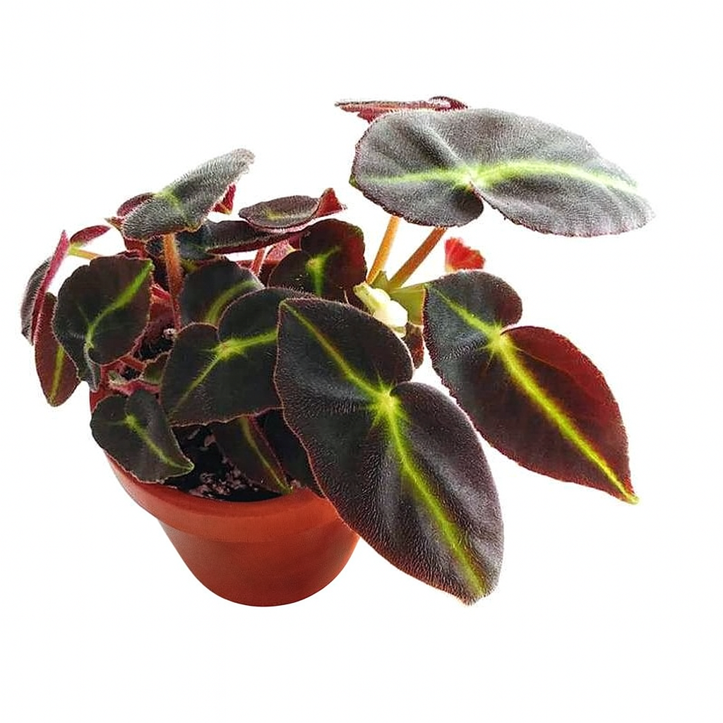 Begonia Cat Eye Plant