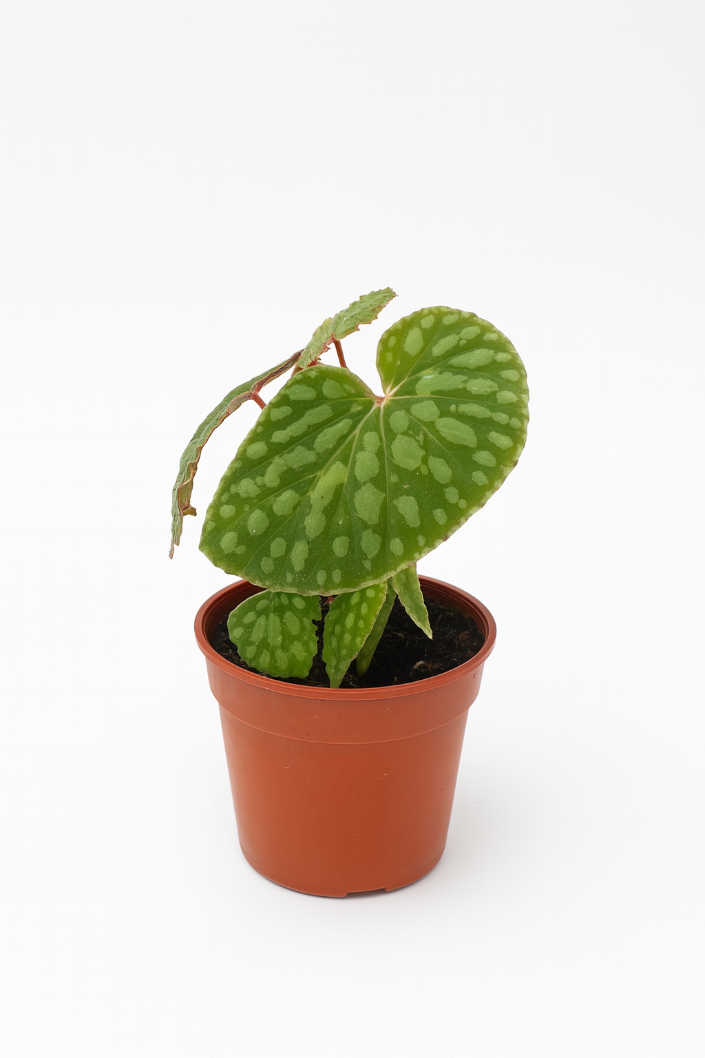 Begonia Chlorostica Sands