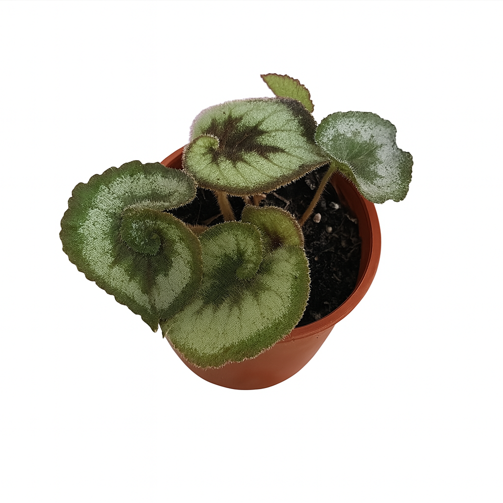 Begonia 'Escargot'
