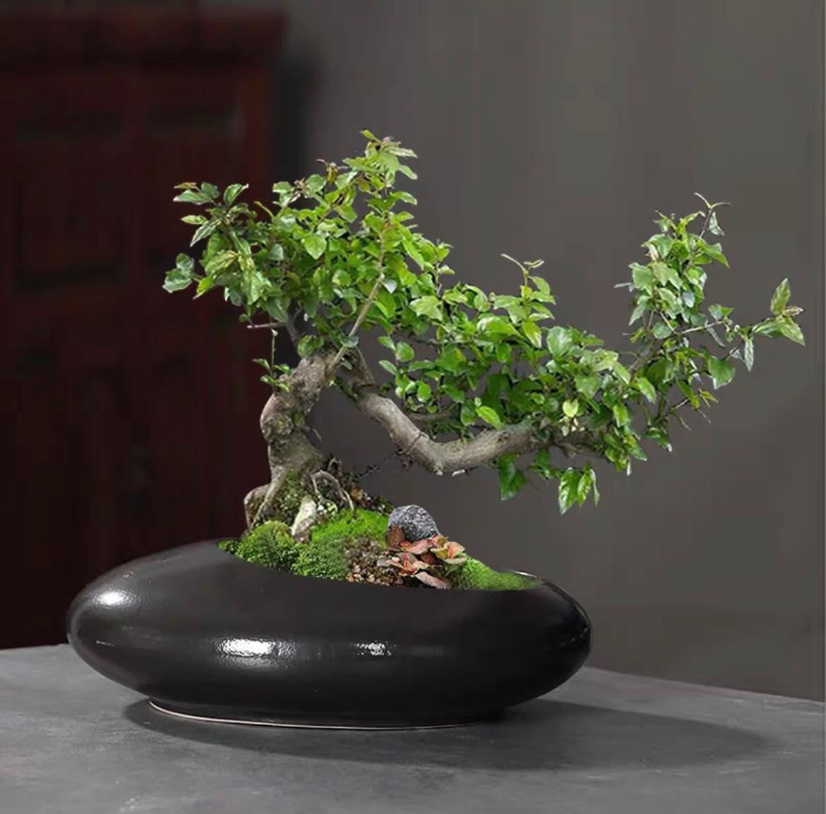 Black Oval Bonsai Ceramic Pot