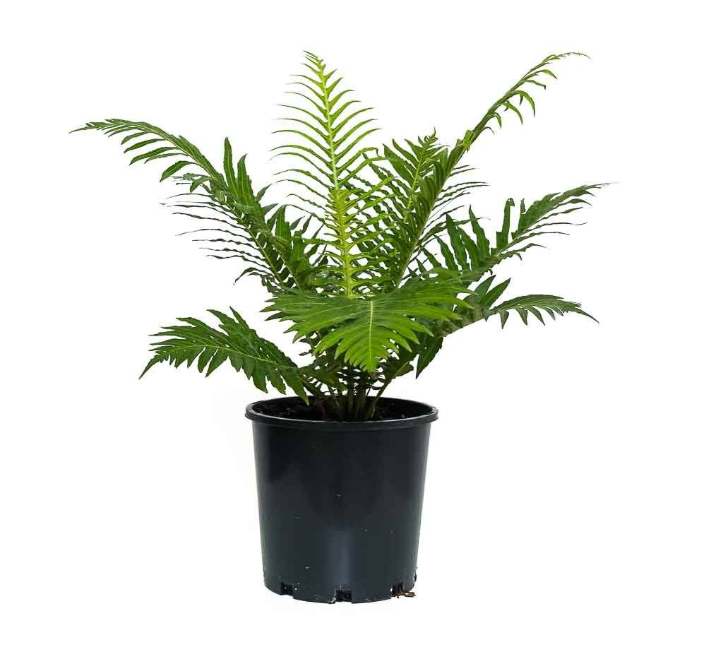 Blechnum Gibbum 'Silver Lady'