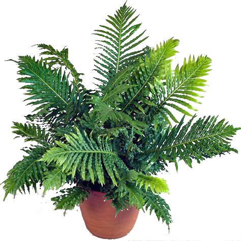 Blechnum Gibbum 'Silver Lady'