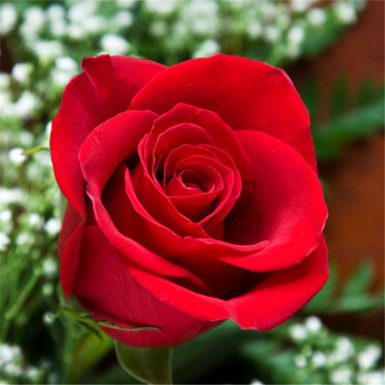 Bright Red Carola