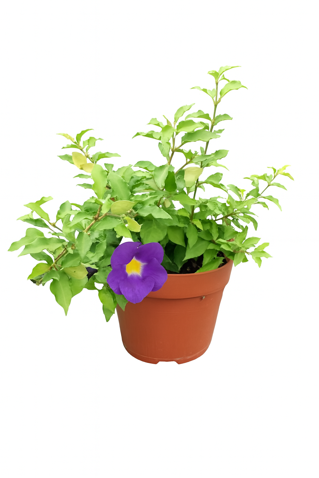 Bush Clockvine