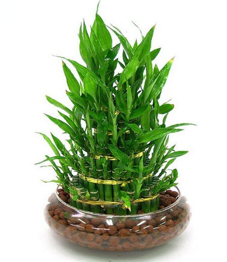 CNY Bamboo Tower