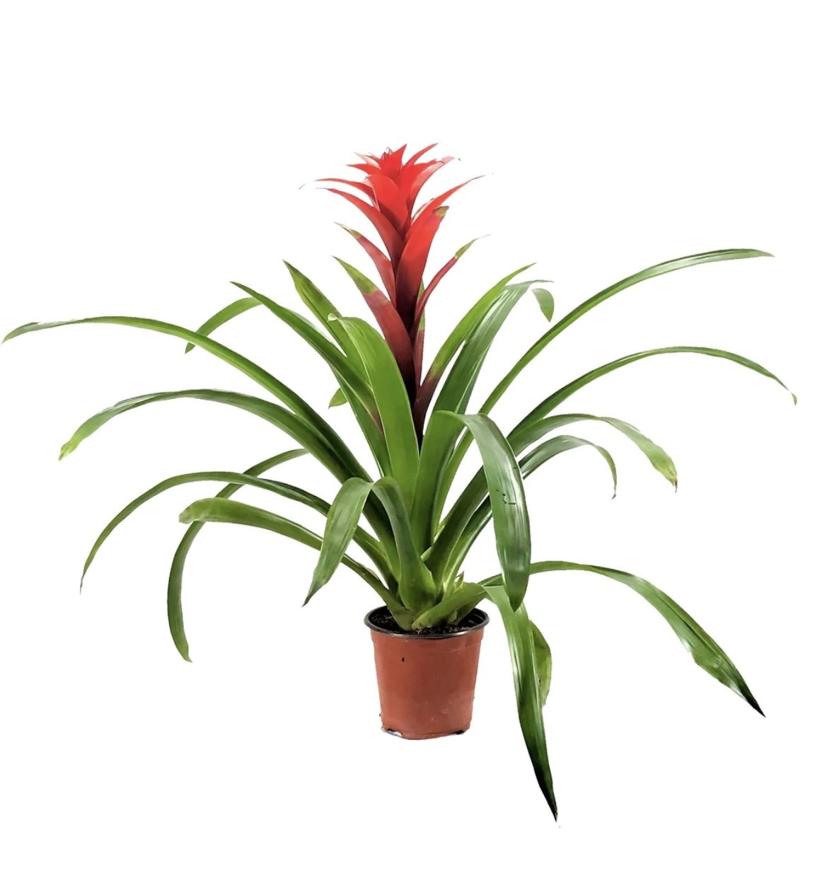 CNY Guzmania 火炬 Plant