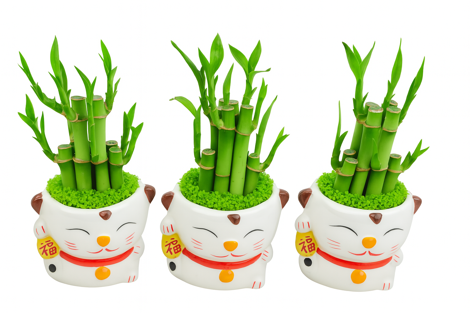 CNY Lucky Xiao Sen Li Fresh Bamboo Plant 富贵小森林