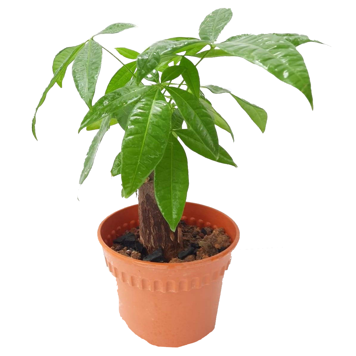 Pachira Single