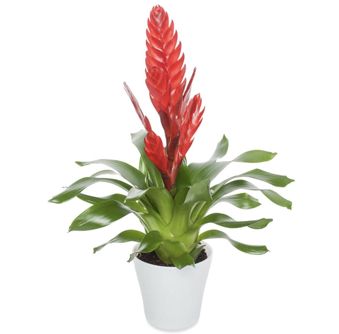 CNY Guzmania 三星 Plant