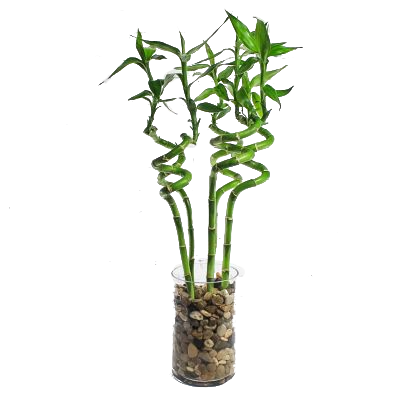 CNY Curly Bamboo