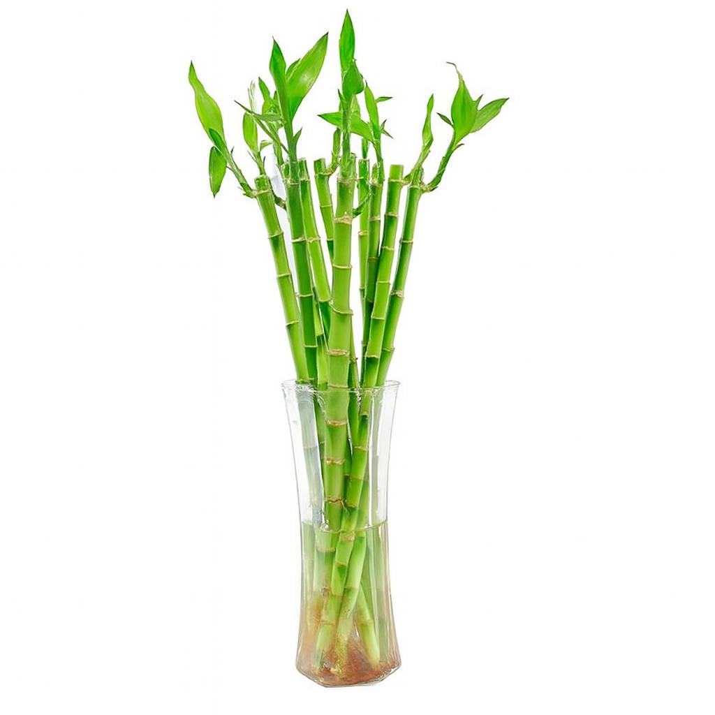 CNY Fresh Bamboo Straight