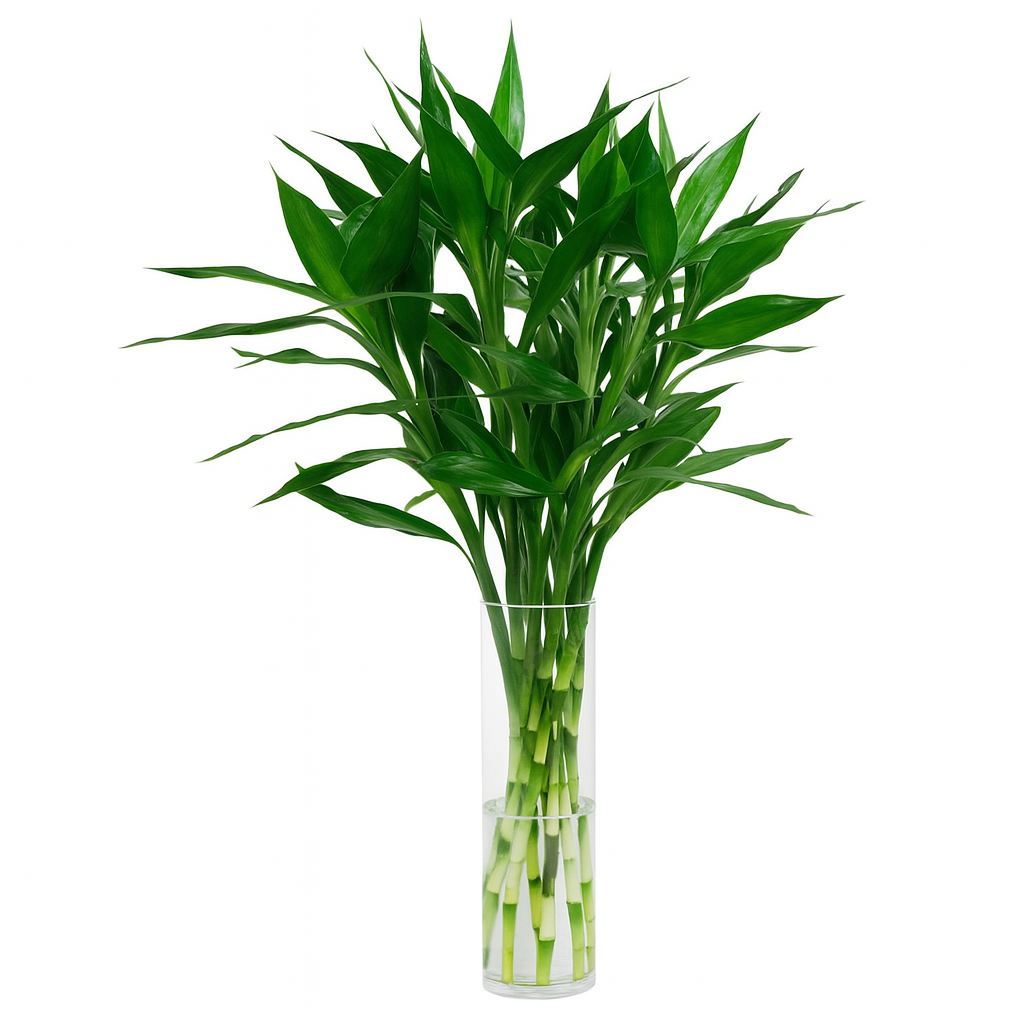 CNY Fresh Lotus Bamboo