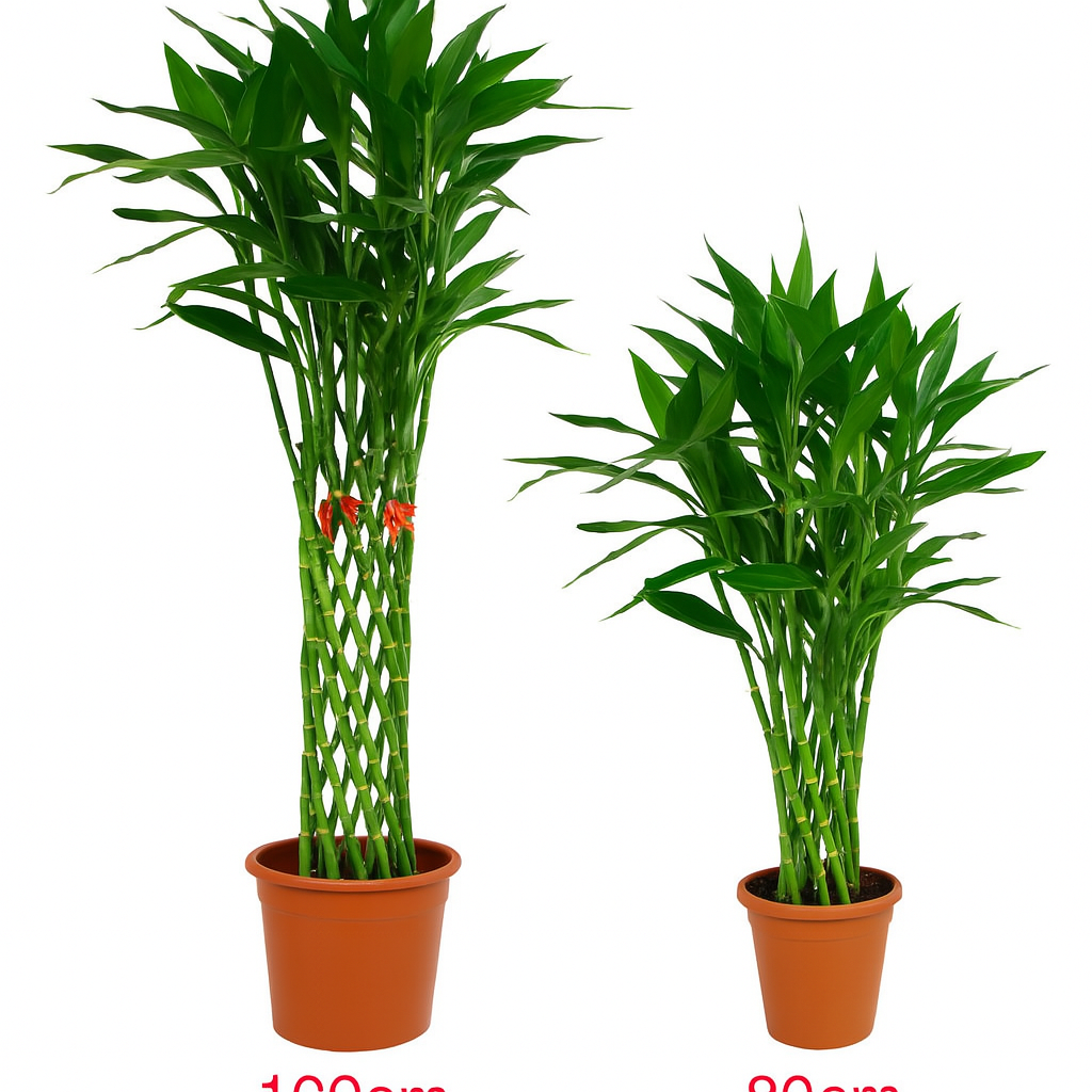 CNY Lucky Bamboo Straight Out Potted Plant
