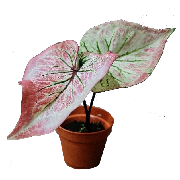 Caladium C13