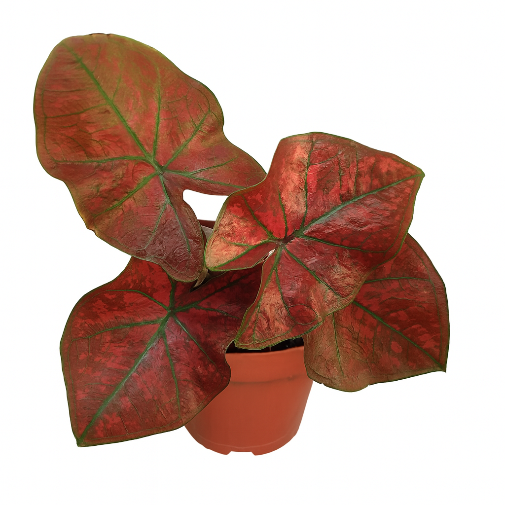 Caladium Festivia