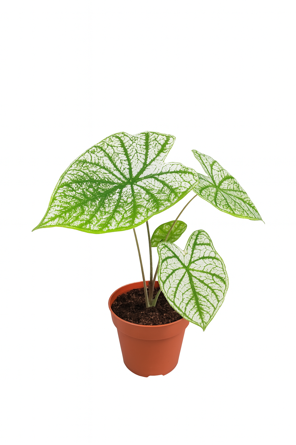 Caladium Green White