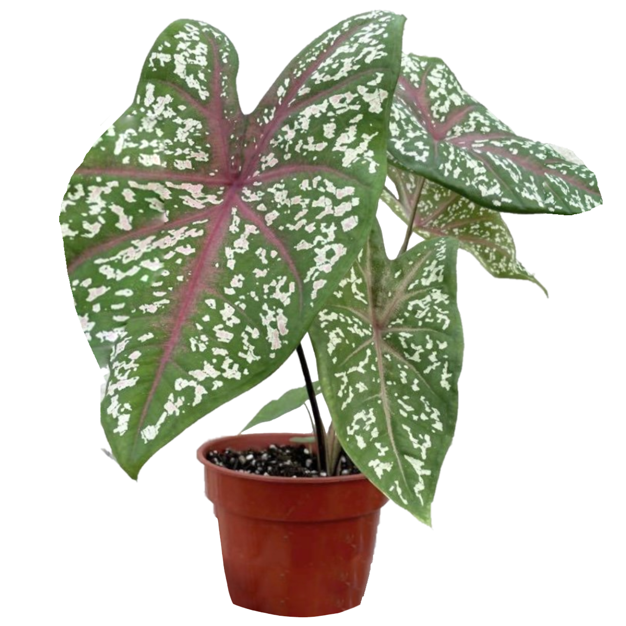 Caladium Kampung