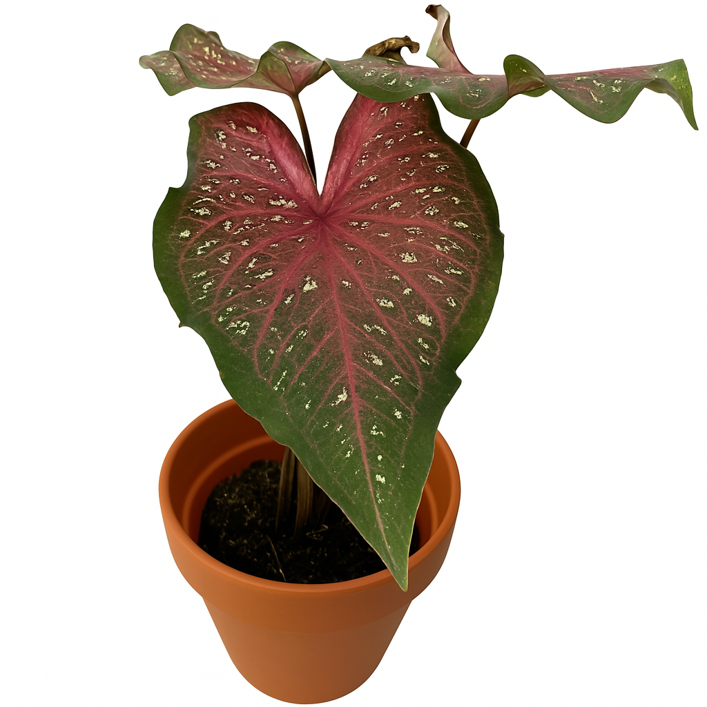 Caladium 'Lance Whorton'