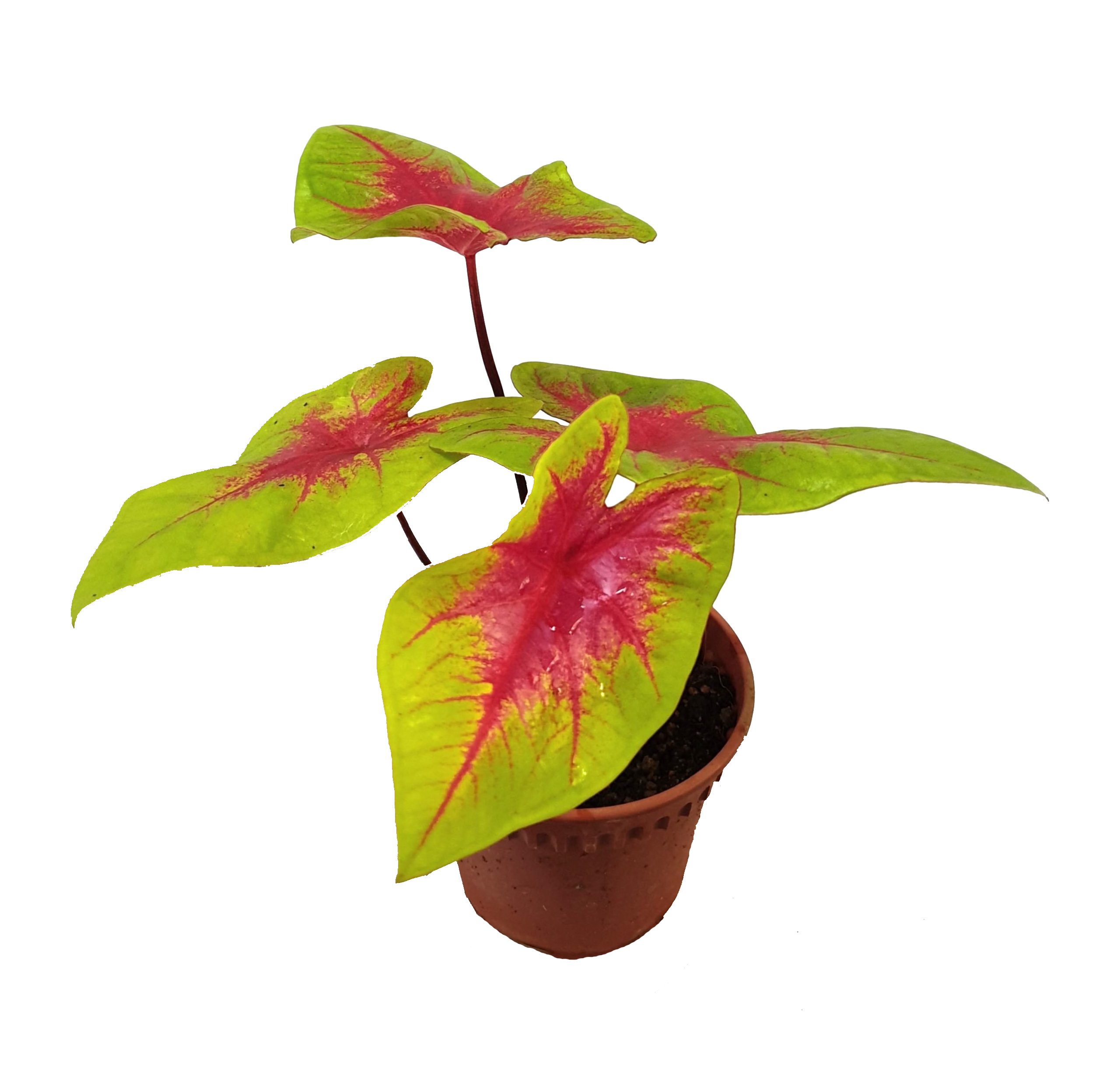 Caladium 'Lemon Blush'