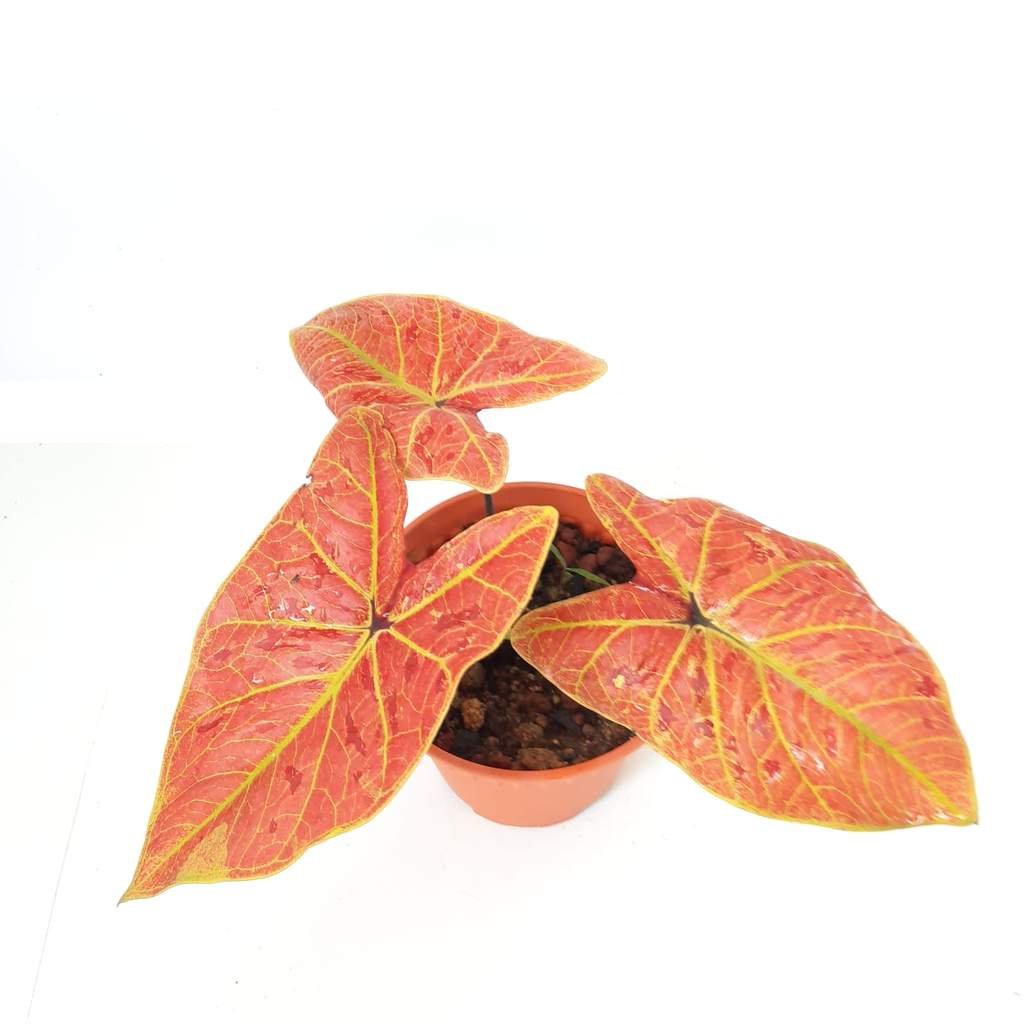Caladium 'New Wave'