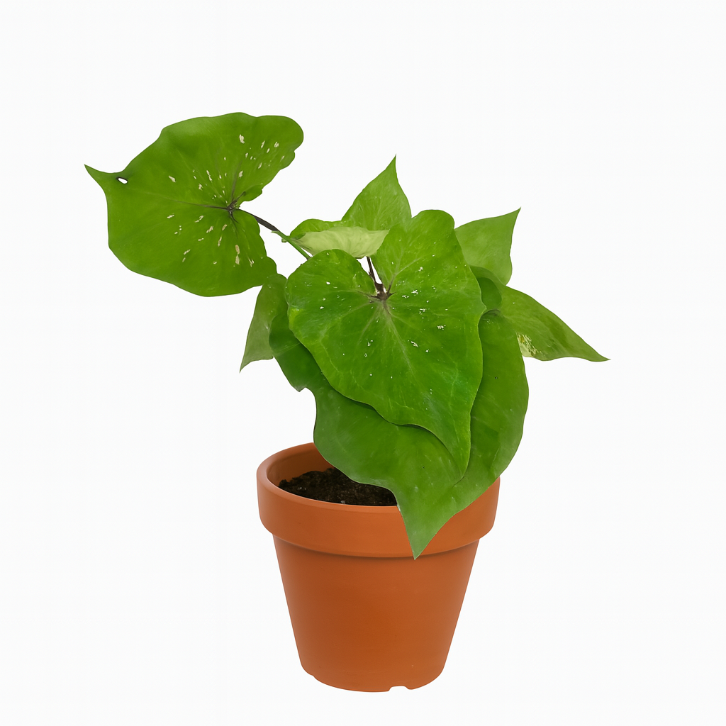Caladium 'Peacock'