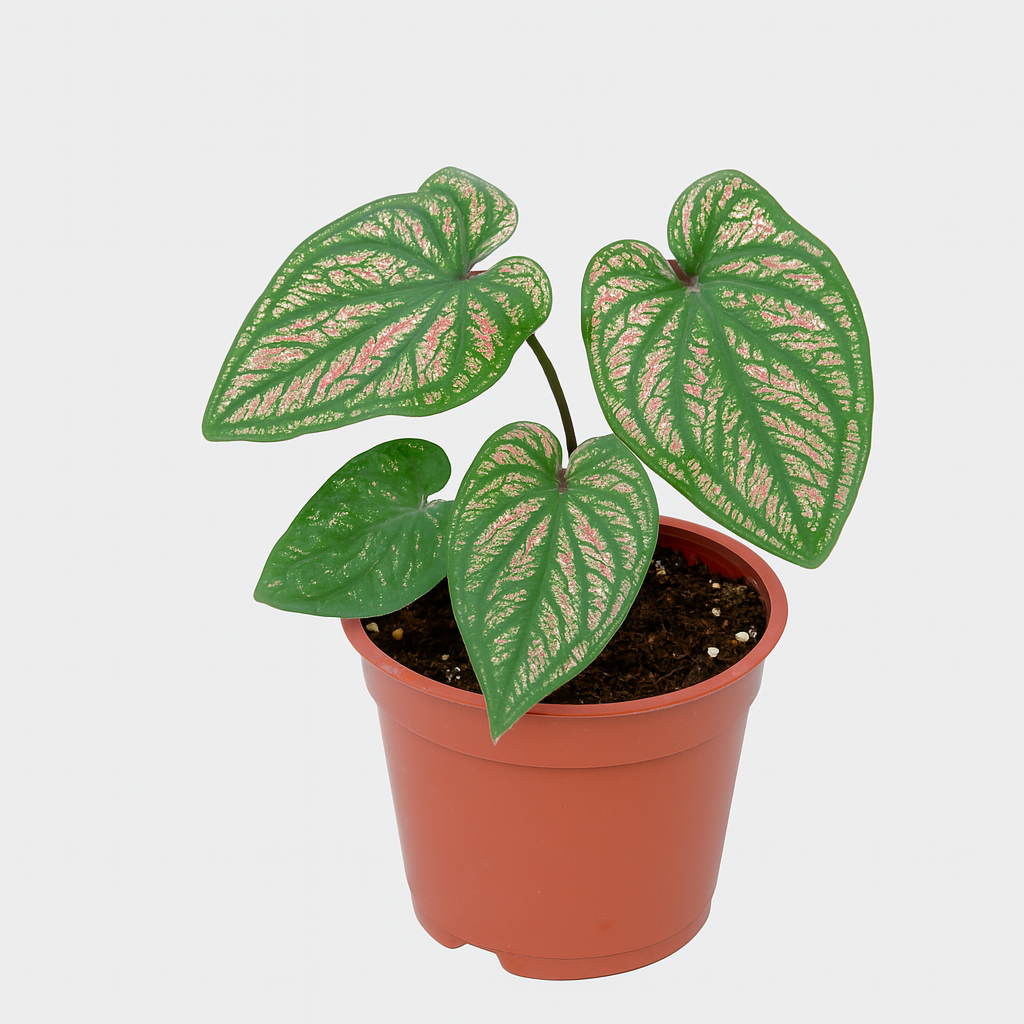 Caladium 'Pink White'