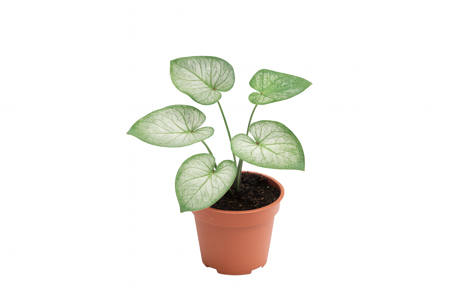 Caladium 'Silver Dust'